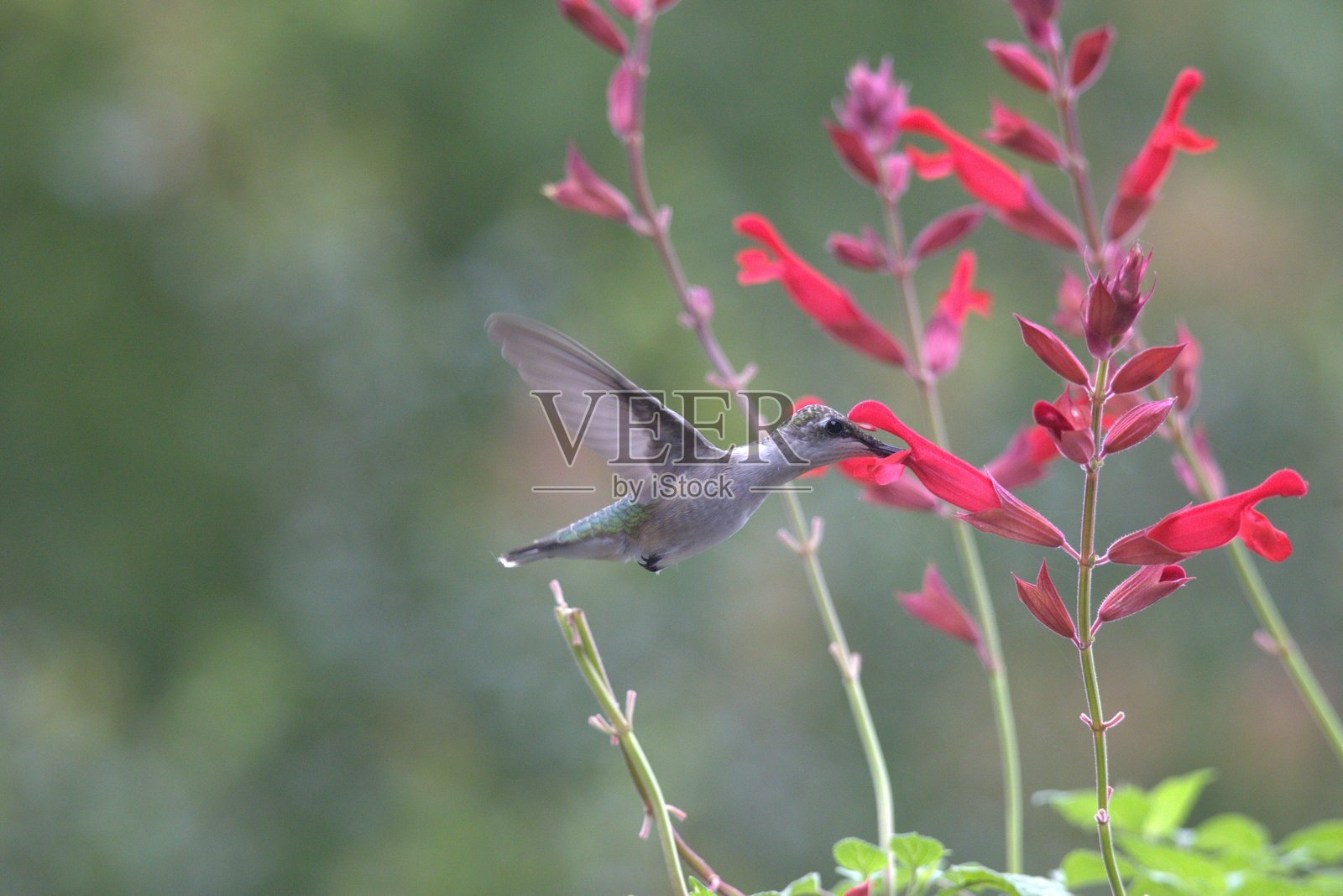 自然中的鸟类照片摄影图片