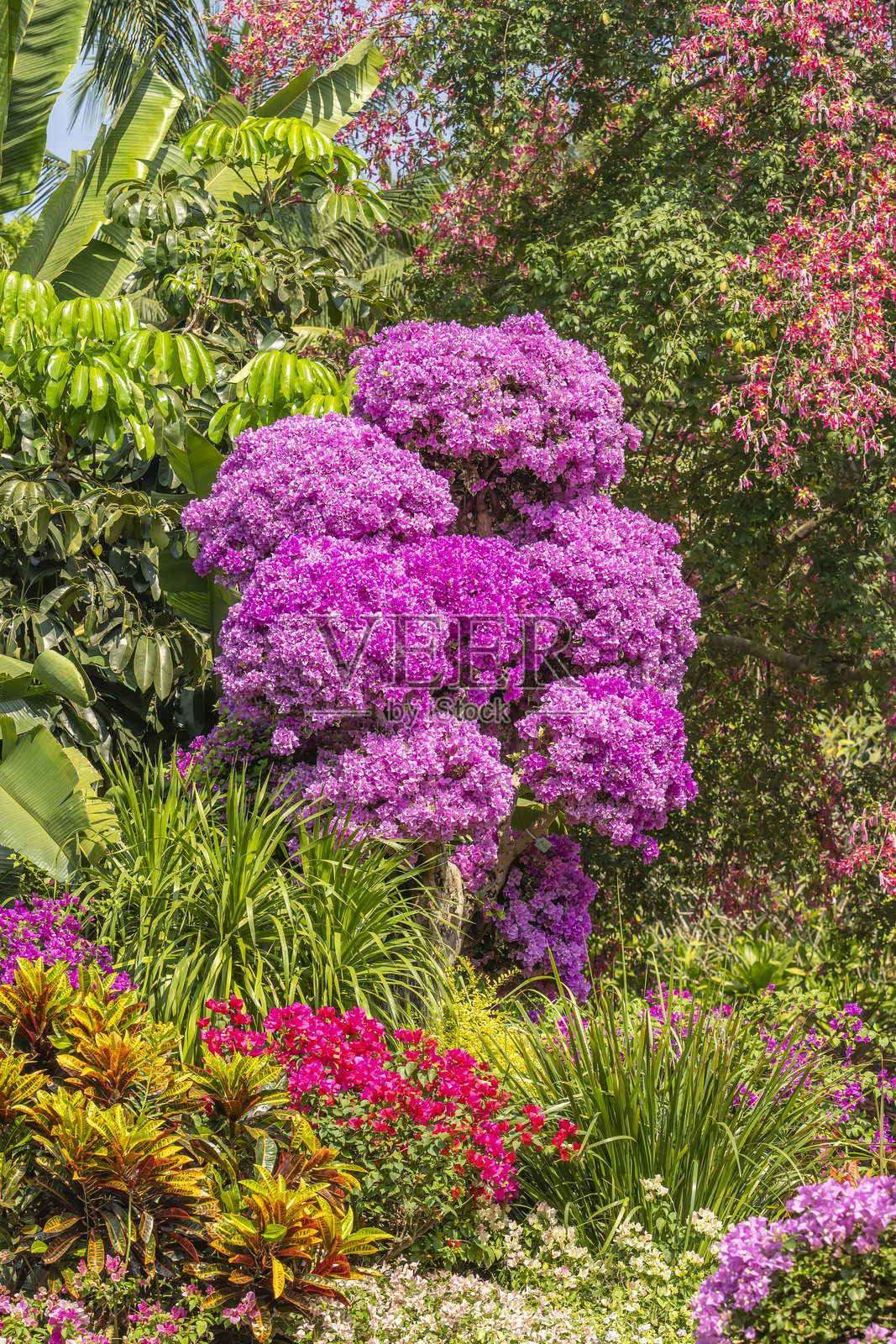 花园中的紫色九重葛花照片摄影图片