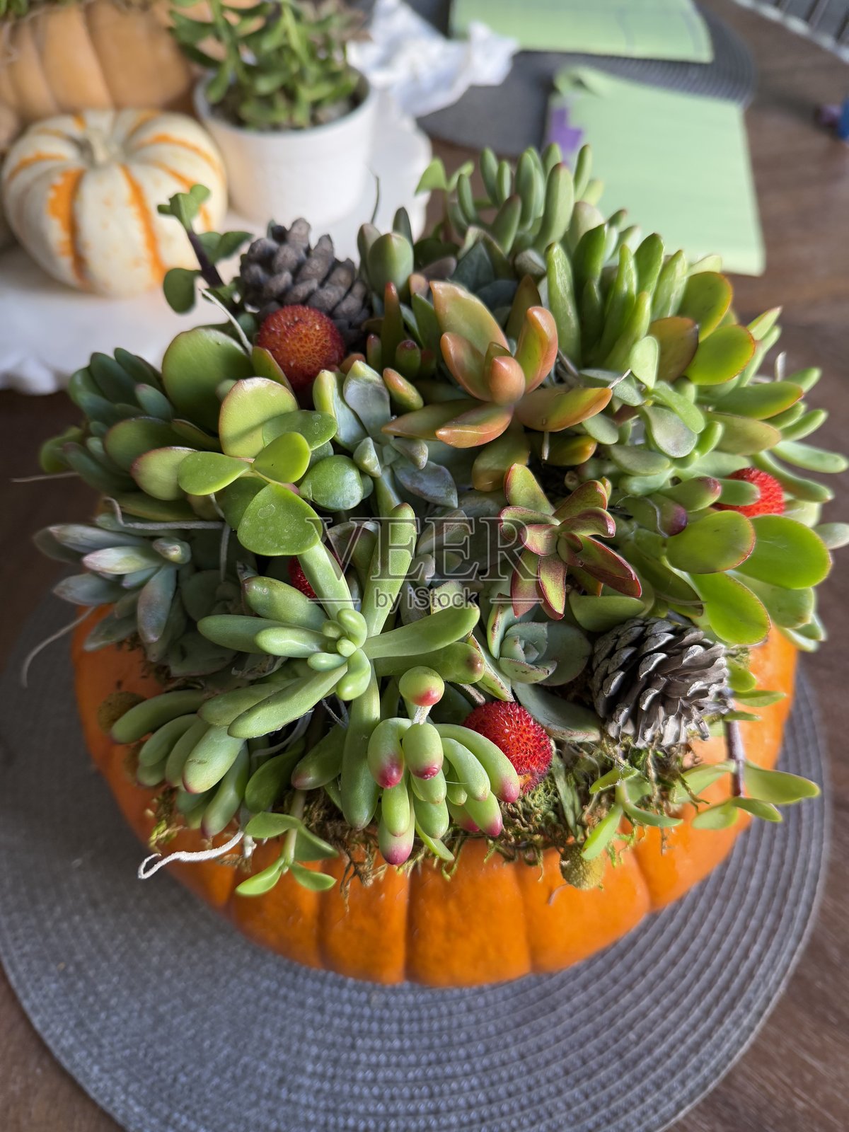 橙色南瓜多肉植物装饰照片摄影图片