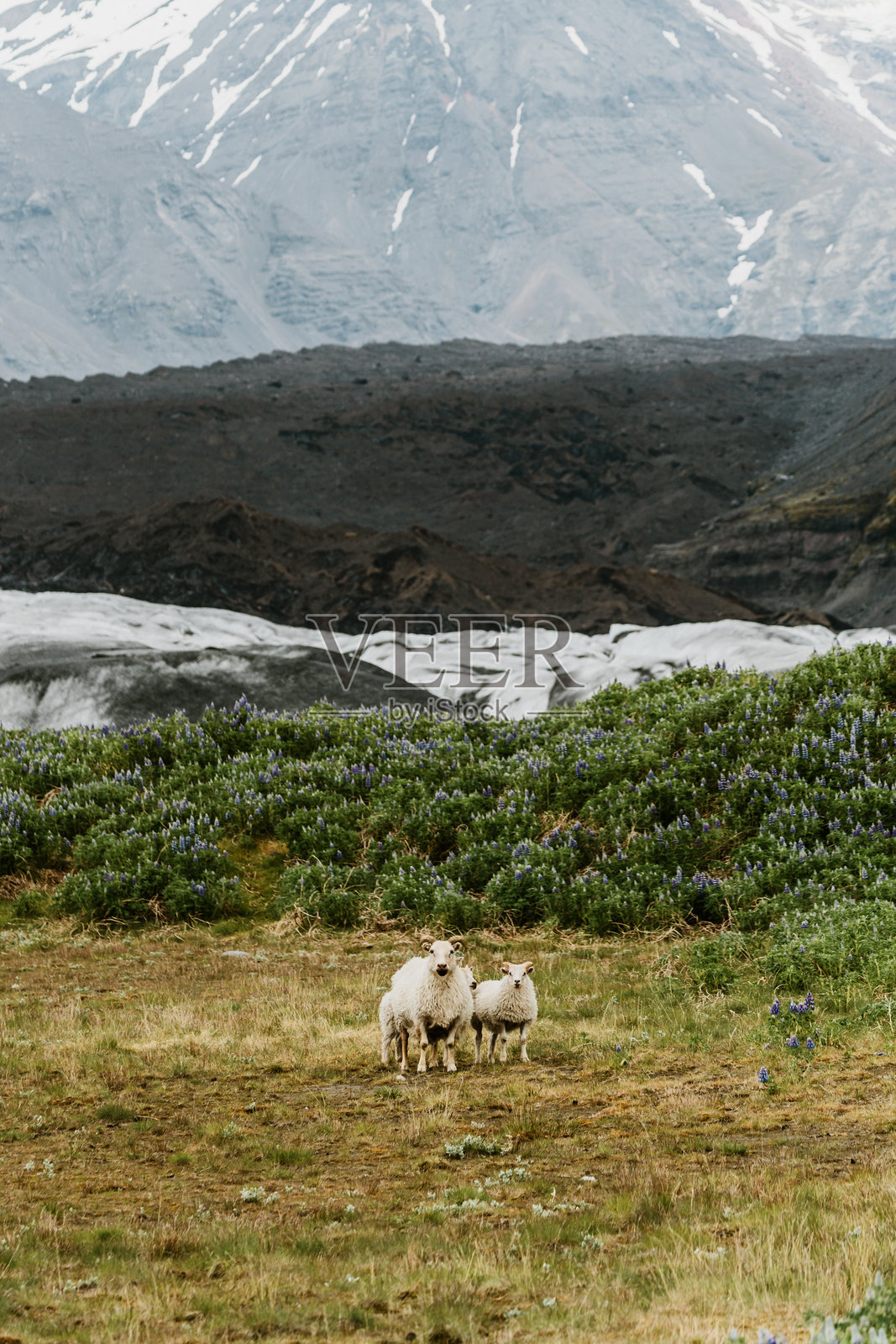 冰岛绵羊在南冰岛斯维纳费尔斯冰川附近的野生紫花 lupine 中觅食。照片摄影图片