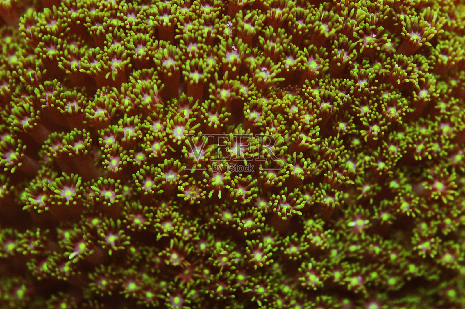 绿色附着花盆珊瑚,花枝珊瑚属(Goniopora spp.)照片摄影图片