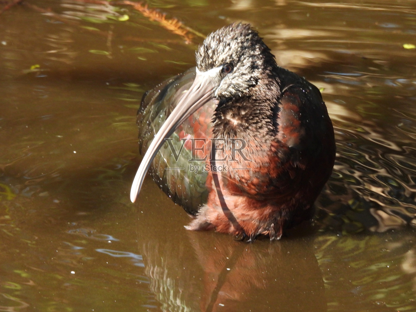 光泽鹮(Plegadis falcinellus) - 洗澡中照片摄影图片