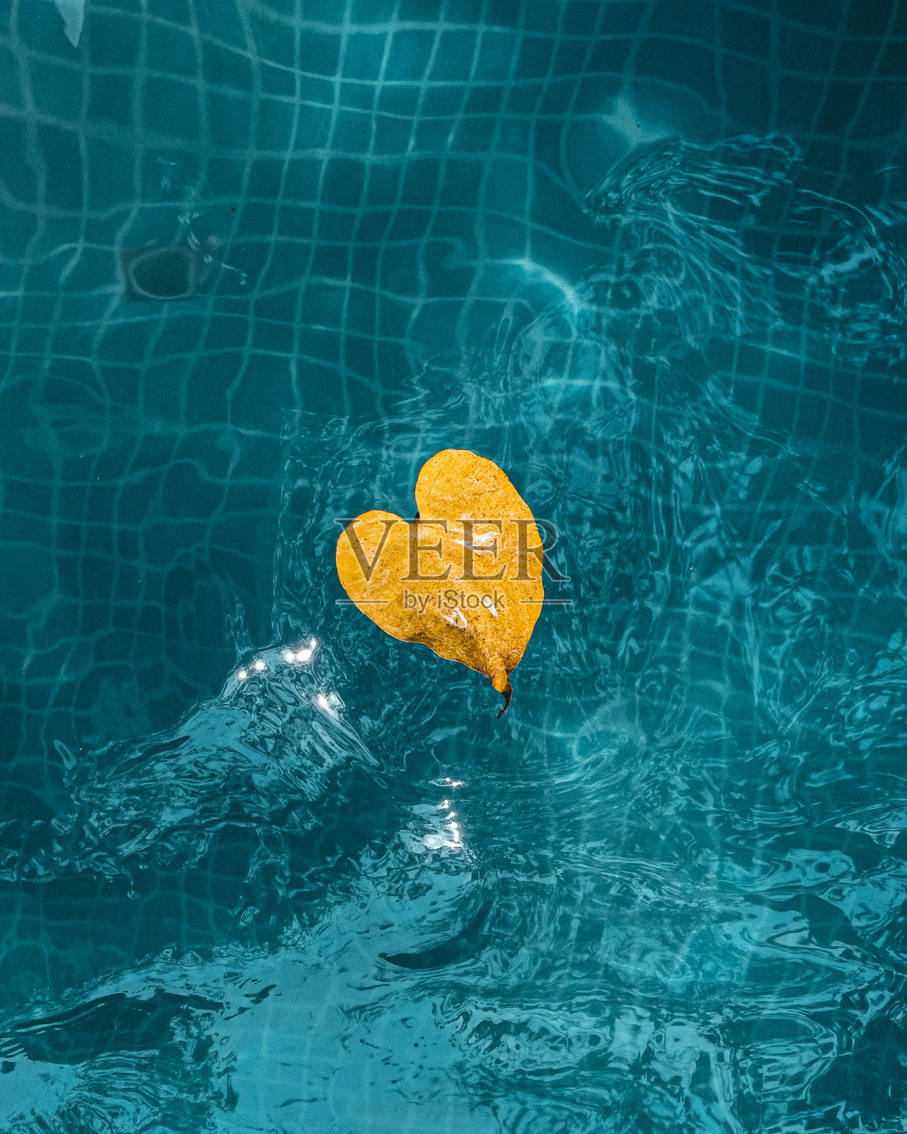 高角度视图下的游泳池与黄色叶子照片摄影图片