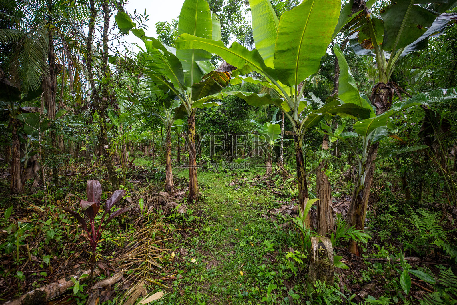 巴西圣保罗里贝拉谷的农林复合经营照片摄影图片