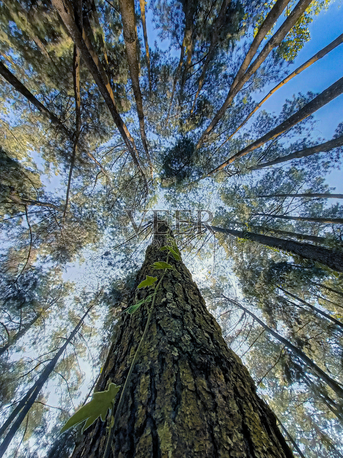 一棵雄伟的树在迷人的森林中高高耸立照片摄影图片