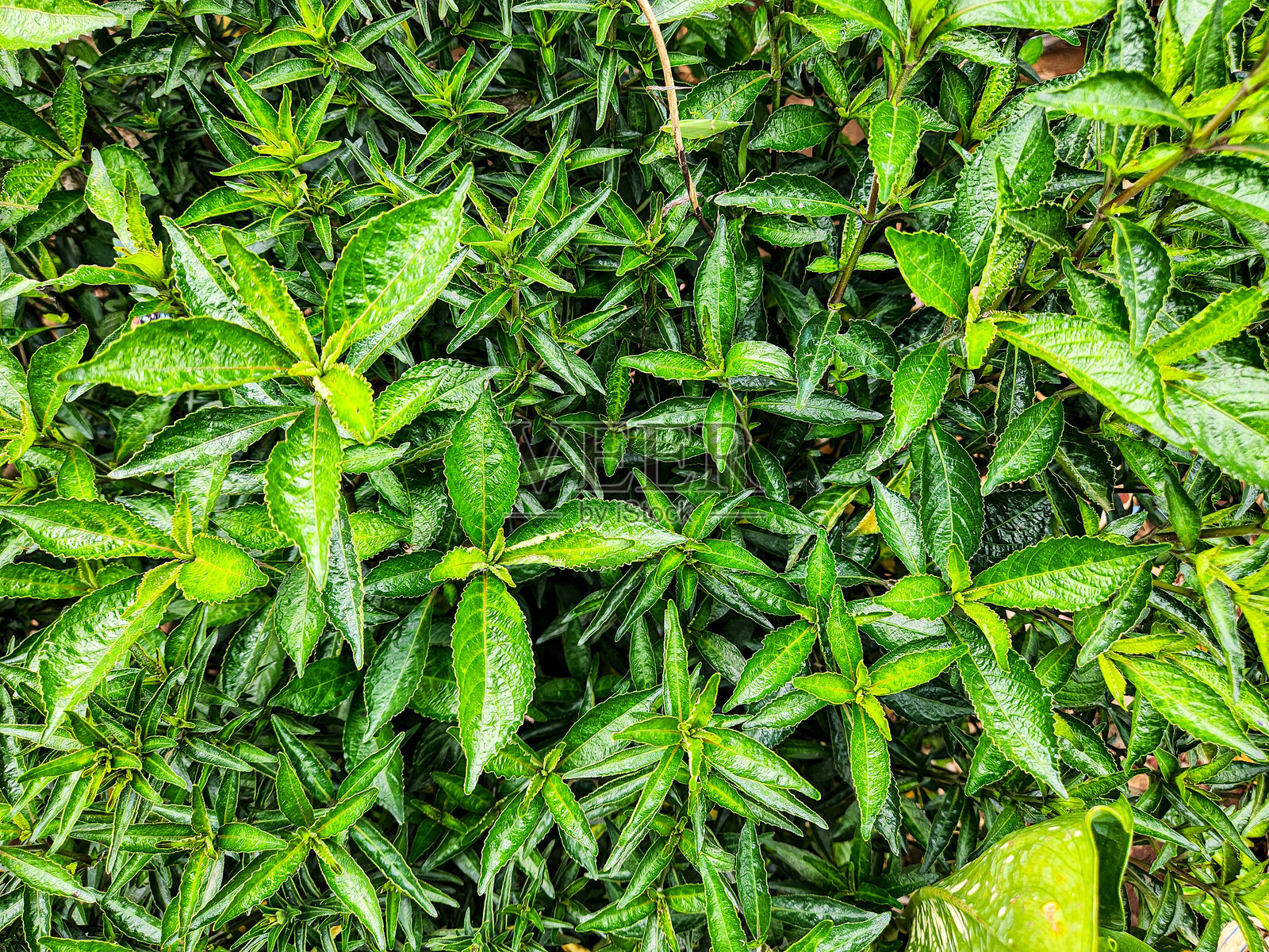 Sambiloto或穿心莲照片摄影图片