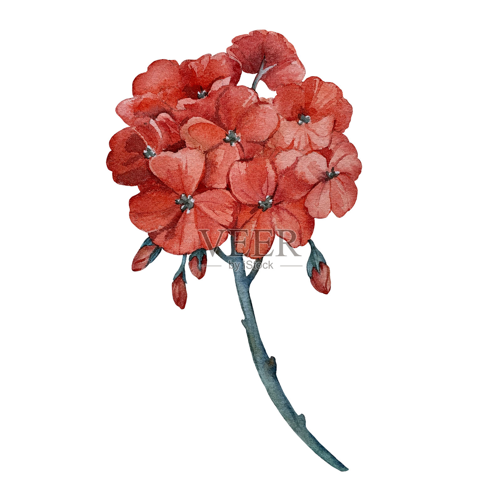 红色天竺葵花朵,背景为白色。手绘水彩画。适用于贺卡、文具、包装。插画图片素材