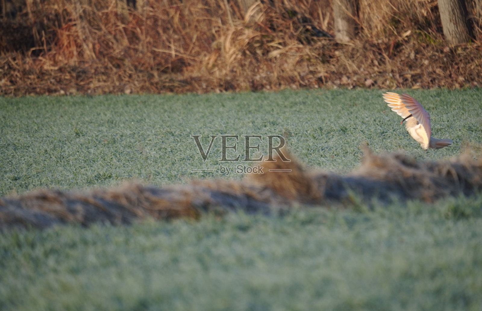 朱鹮照片摄影图片