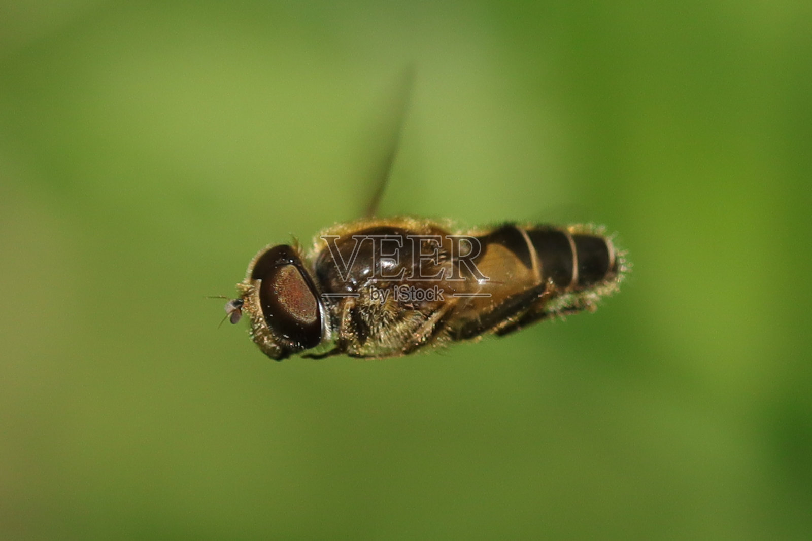 Eristalis nemorum照片摄影图片