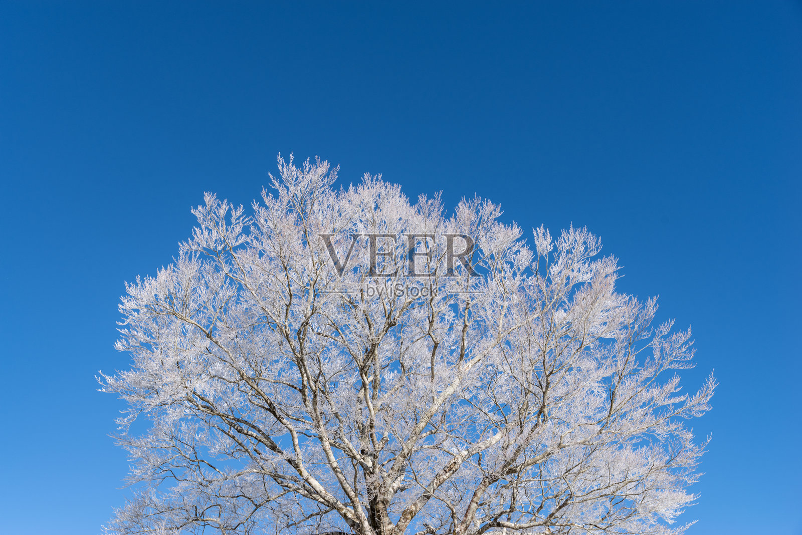 美丽的霜冻树木和蓝天照片摄影图片