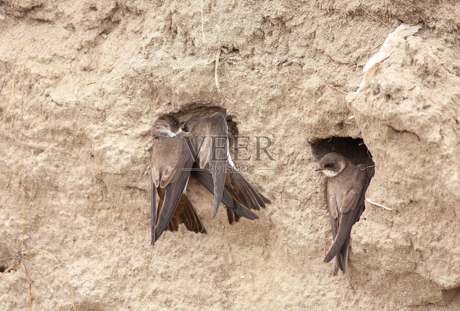 河燕照片摄影图片