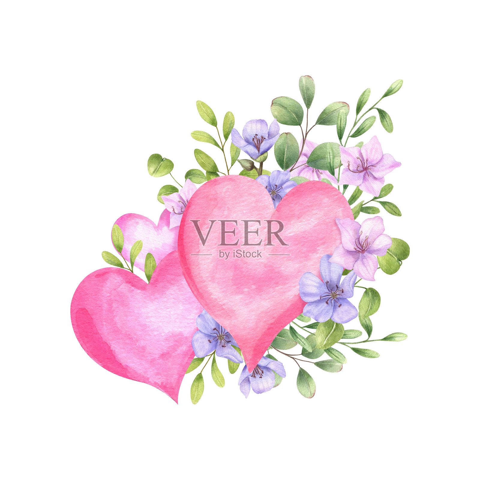 两个大粉色心形图案,周围环绕着春天的花朵和叶子,插图独立于白色背景。粉蓝色的野花,绿色的桉树枝,情人节的叶子组合,适用于贺卡。插画图片素材