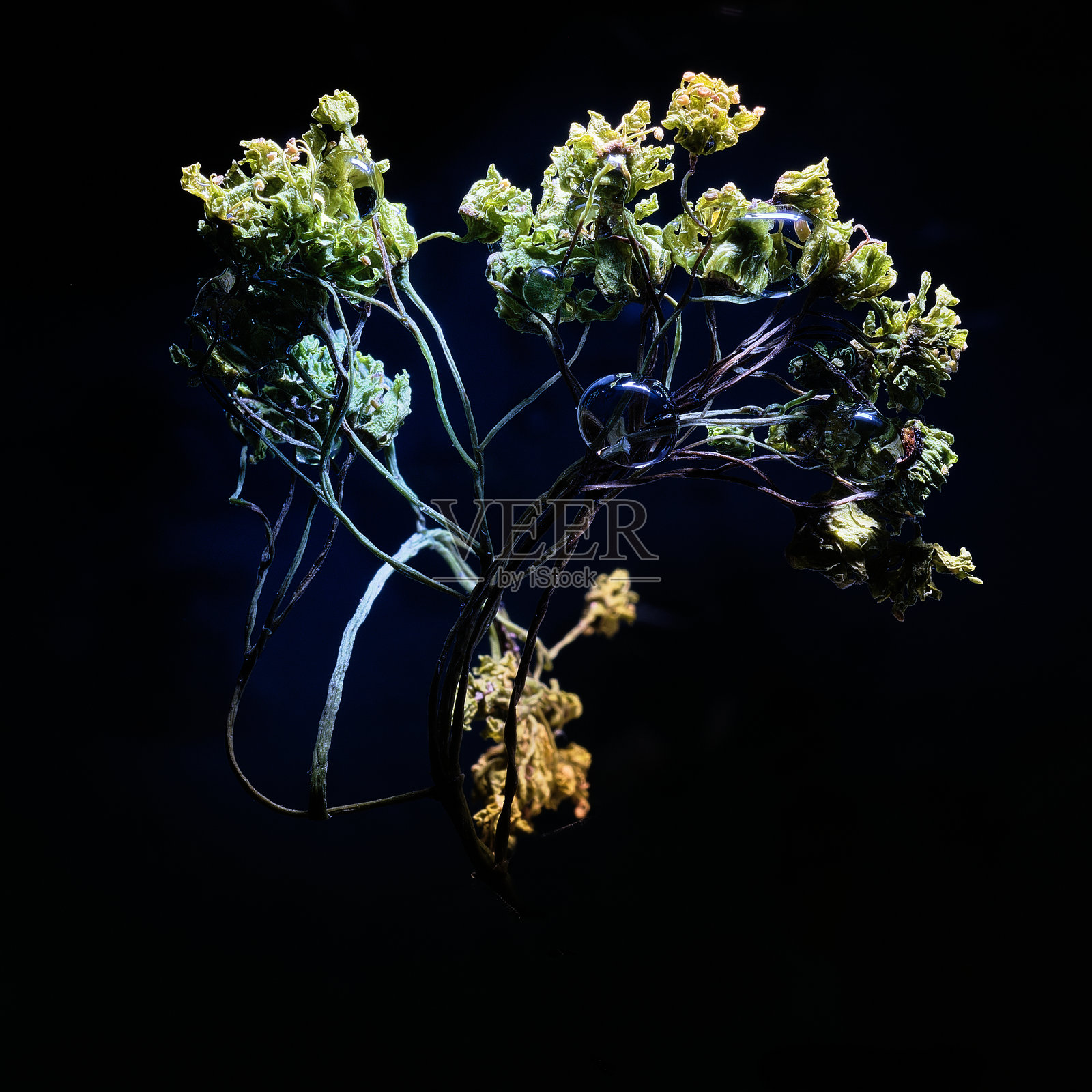 带水珠的小树苗照片摄影图片