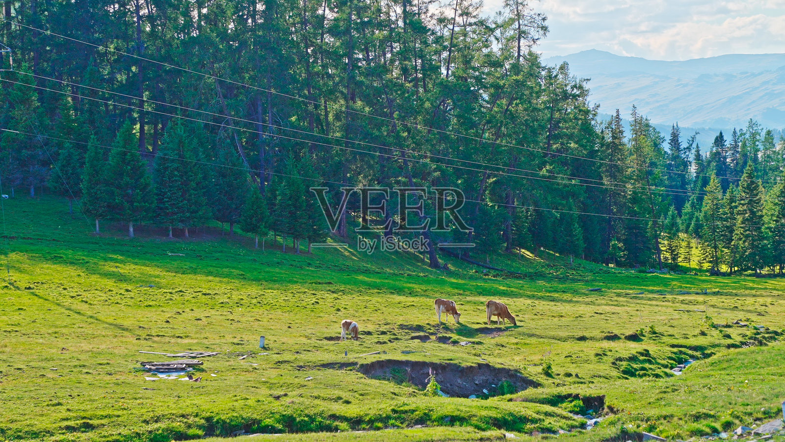 草原,针叶林,云杉,喀纳斯风景区,布尔津县,阿尔泰地区,新疆,中国,亚洲。照片摄影图片