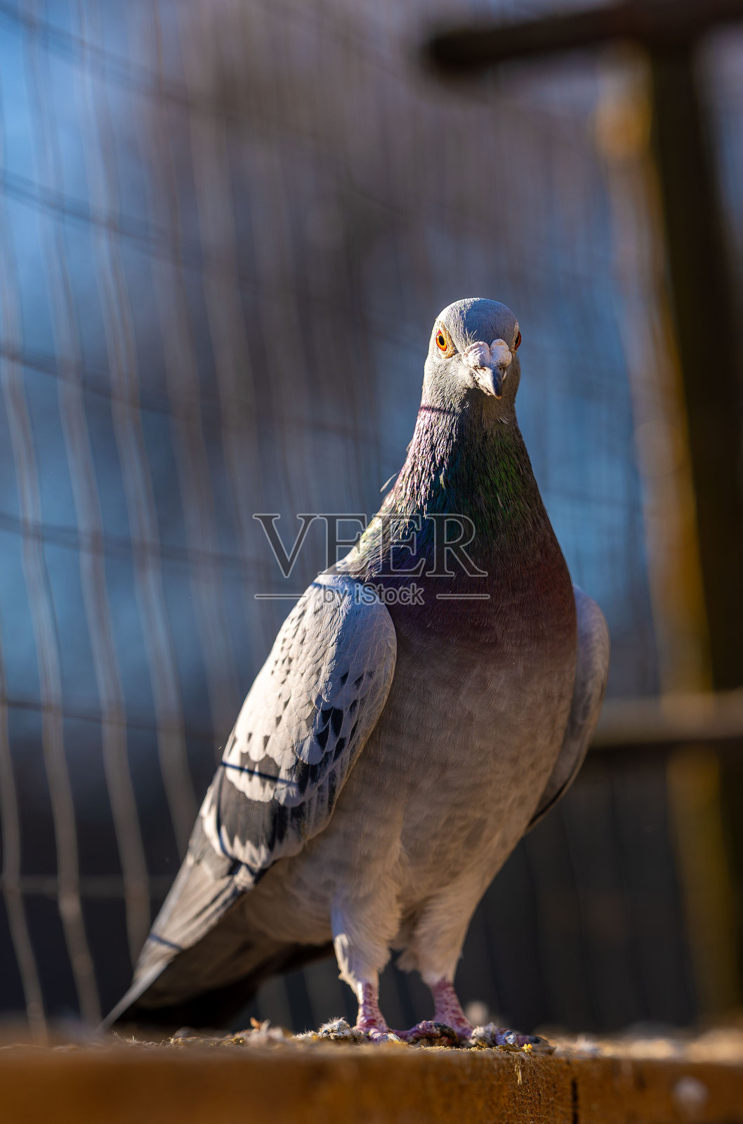 特写镜头的鸽子栖息在窗台上,背景是模糊的围栏。照片摄影图片