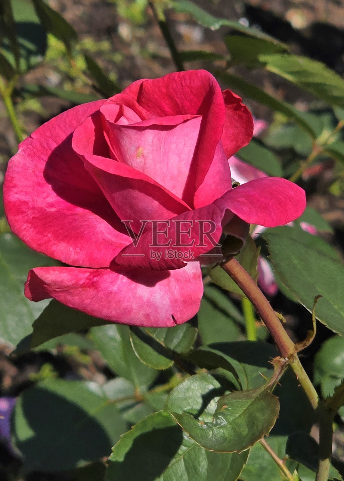 温哥华斯坦利公园玫瑰花园的花卉、植物和叶子在八月的景象照片摄影图片