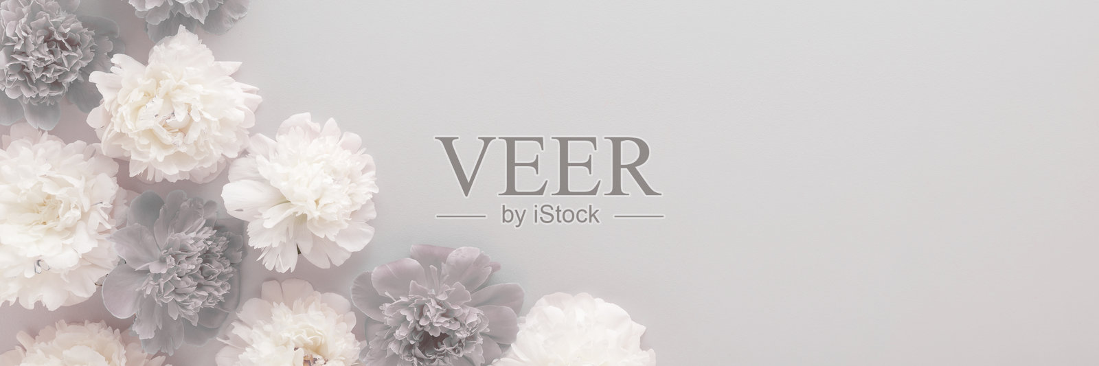 新鲜柔软的白色和深色牡丹花朵在灰色桌面背景上。留有空白位置以便添加情感、感伤的文字、名言或说法。特写。宽幅横幅。俯视图。照片摄影图片