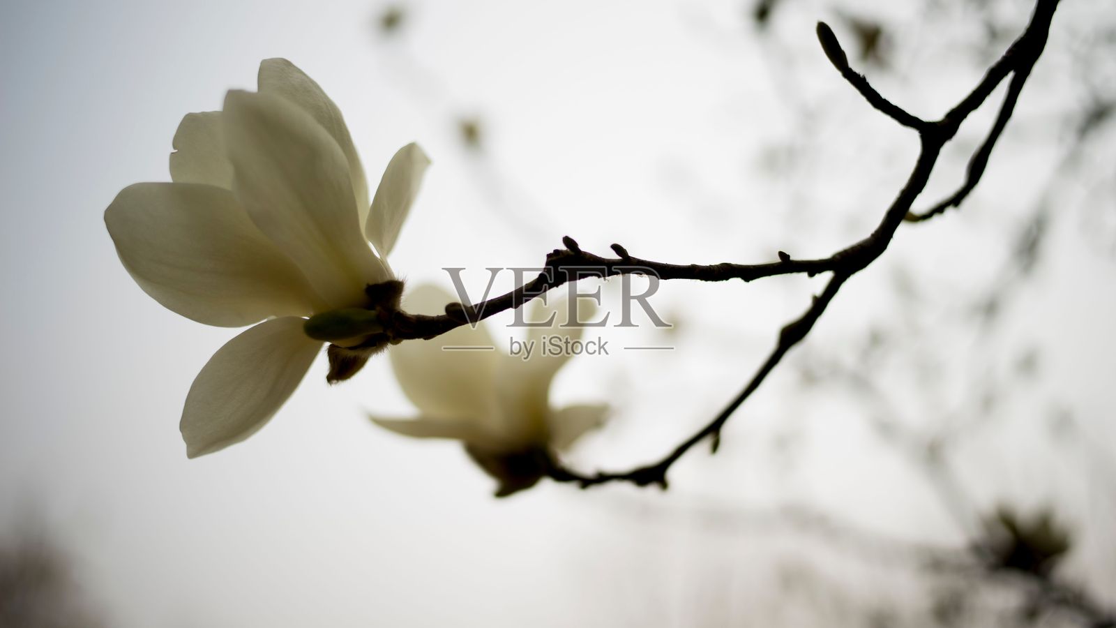 特写的木兰花在枝头,背景柔和模糊照片摄影图片