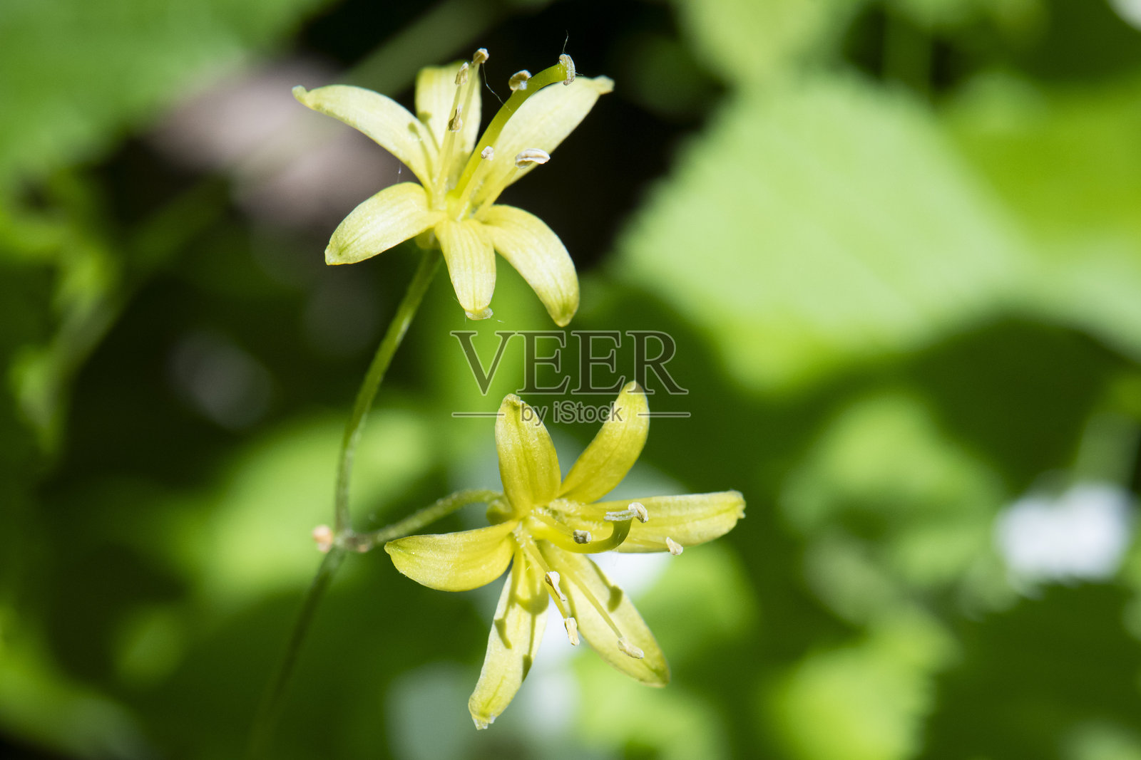 蓝珠百合(Clintonia Borealis)花照片摄影图片