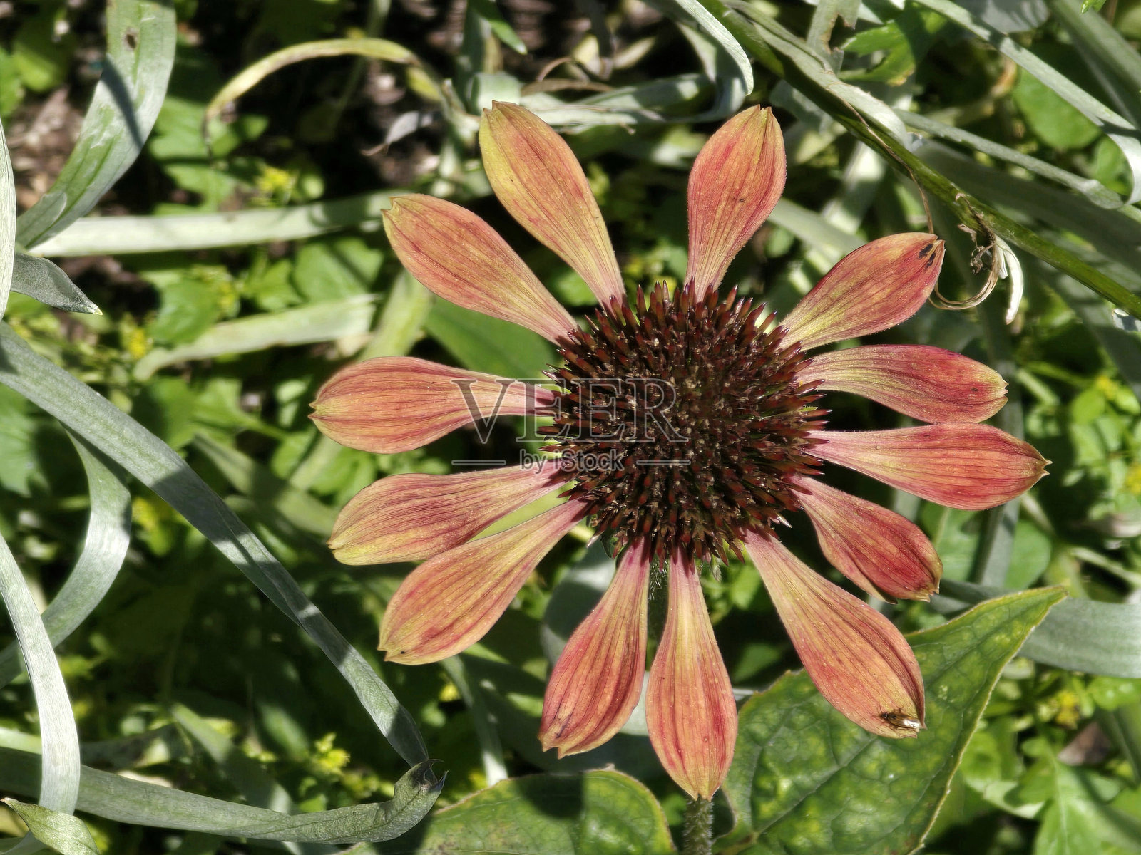 温哥华斯坦利公园海堤与西区的花卉和植物在八月照片摄影图片