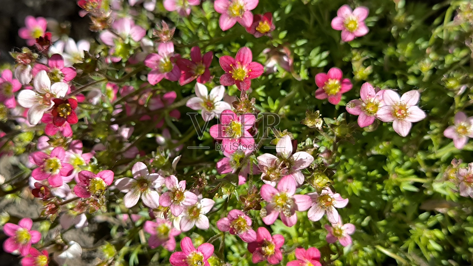 粉色盛开的爱尔兰石苔(Saxifraga rosacea Moench)植物照片摄影图片