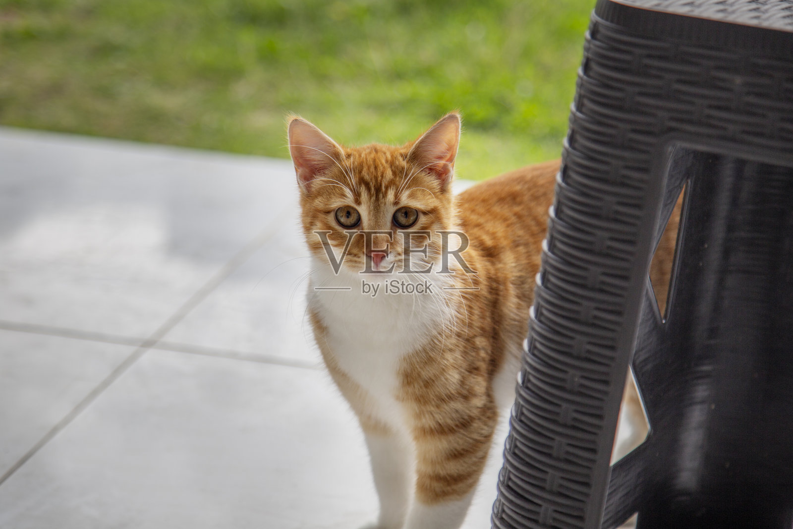 可爱的红猫坐在花园的地板上照片摄影图片