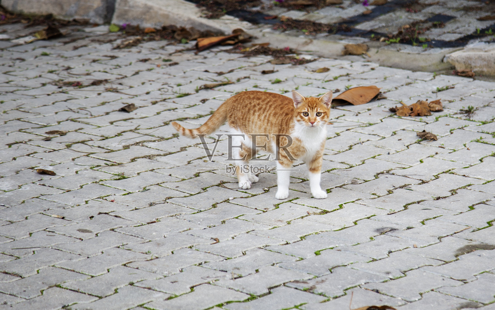 可爱的姜黄色猫咪在城市街道上行走。选择性对焦。照片摄影图片