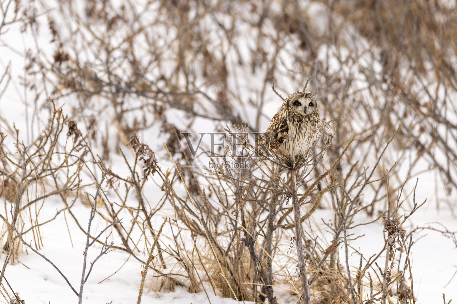 隐藏在显眼之处照片摄影图片
