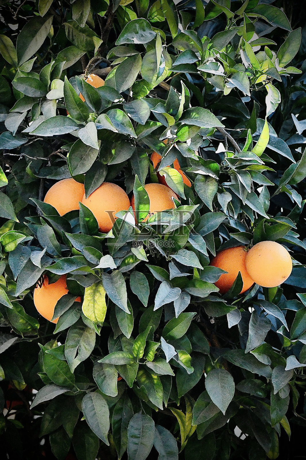 橙树照片摄影图片