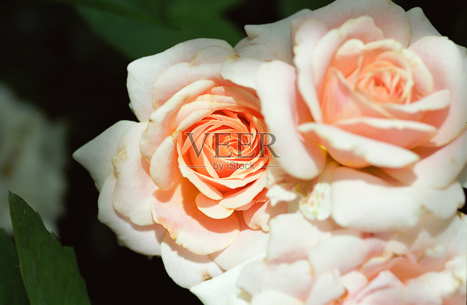 柔和焦点下的精致桃色玫瑰特写照片摄影图片