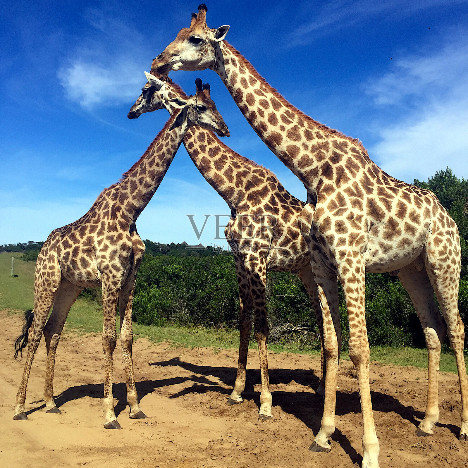 自然栖息地中的长颈鹿:克鲁格国家公园三只长颈鹿的特写镜头照片摄影图片