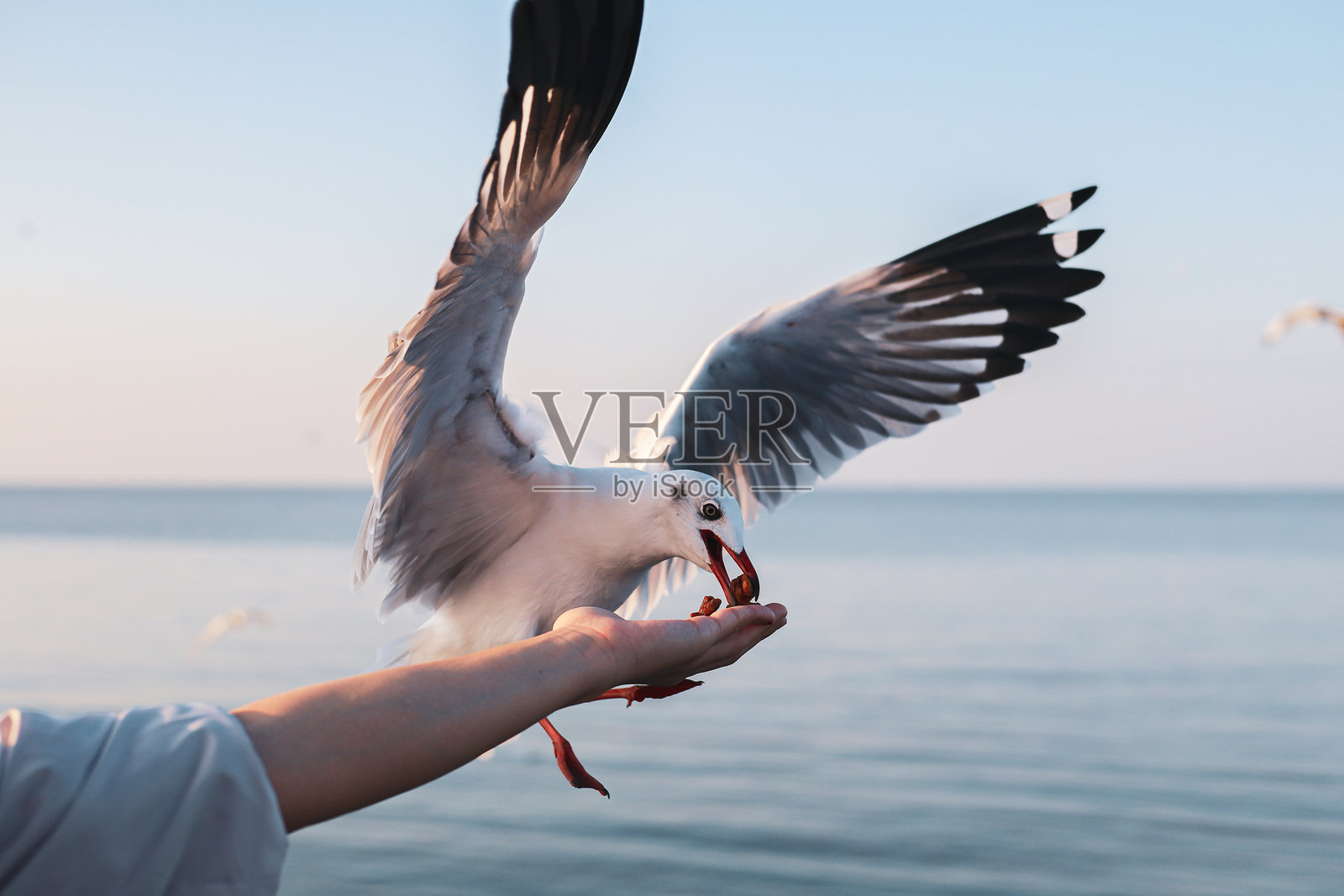 游客在泰国邦普休闲中心的冬季傍晚喂海鸥。照片摄影图片