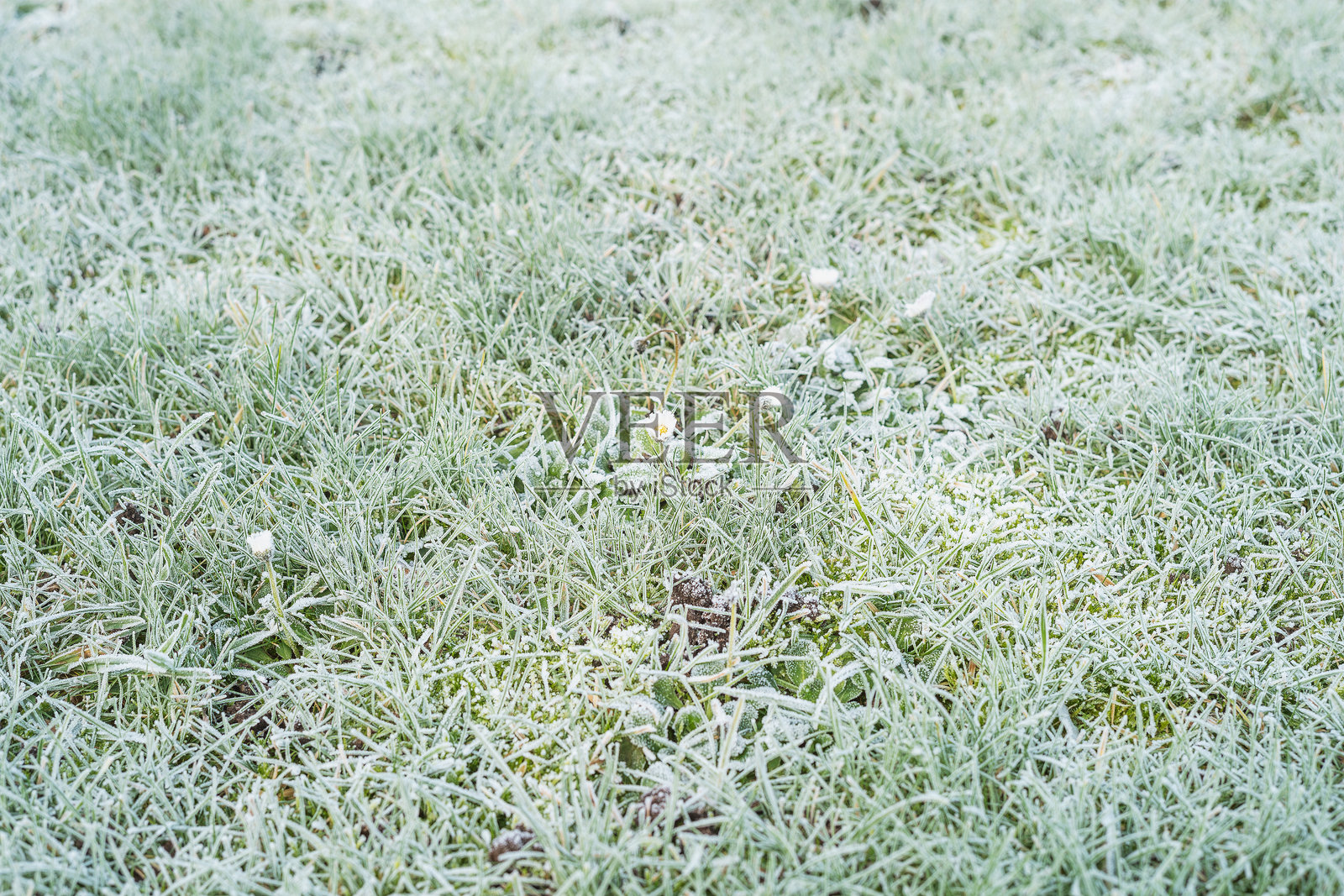 在寒冷的冬季冰冻早晨俯瞰一片绿色草坪,几朵冰冻的雏菊点缀其间。照片摄影图片
