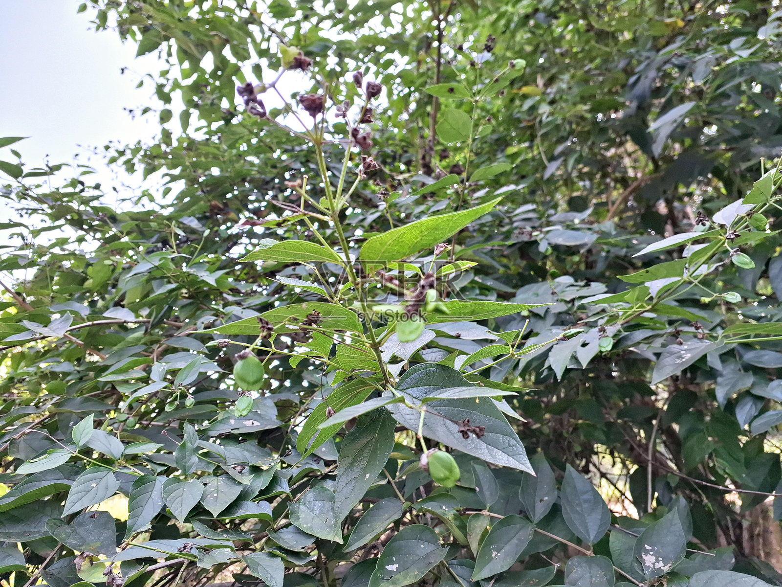 夜来香,悲伤树,忧伤树,亨格拉布巴,珊瑚茉莉,塞里甘丁,夜香木照片摄影图片