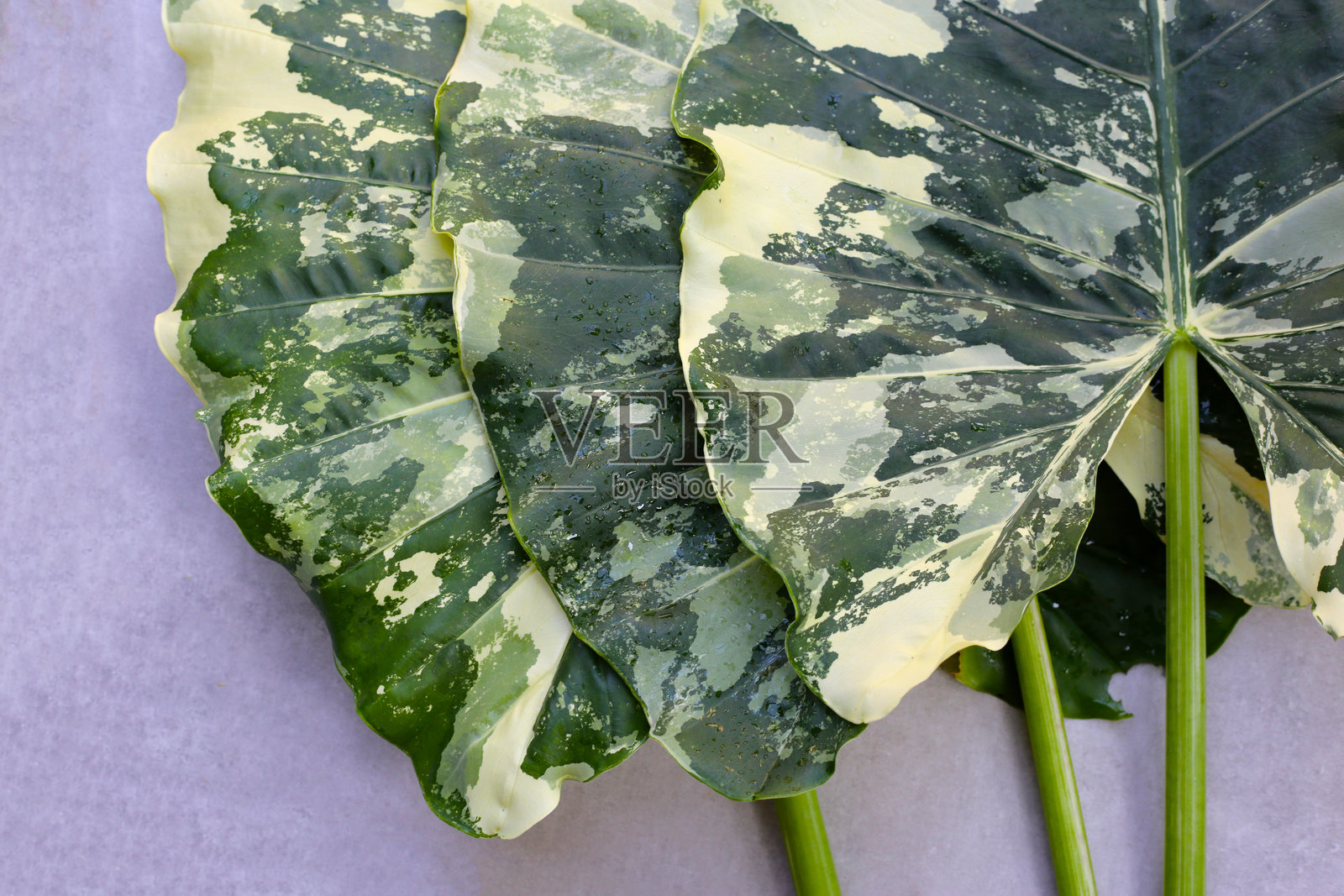 大象耳(Alocasia macrorrhizos),白色和绿色的叶子照片摄影图片