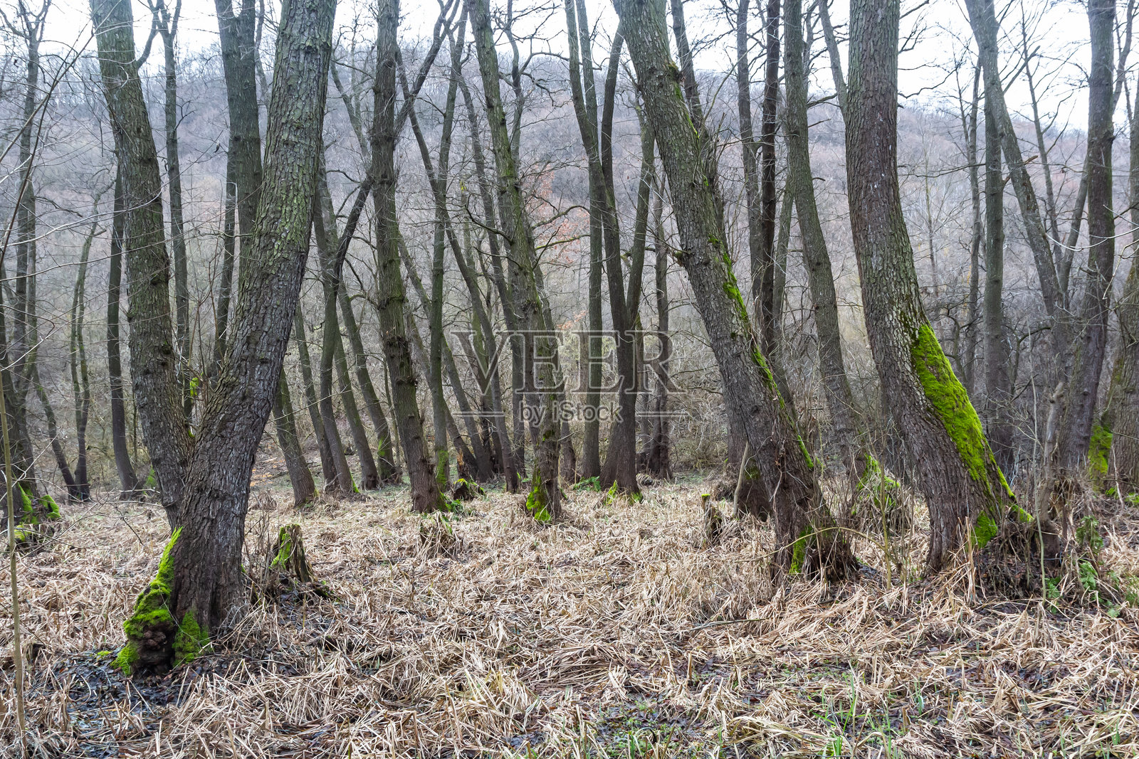 苔藓覆盖的树木在初春的雾霭森林中高耸挺立照片摄影图片