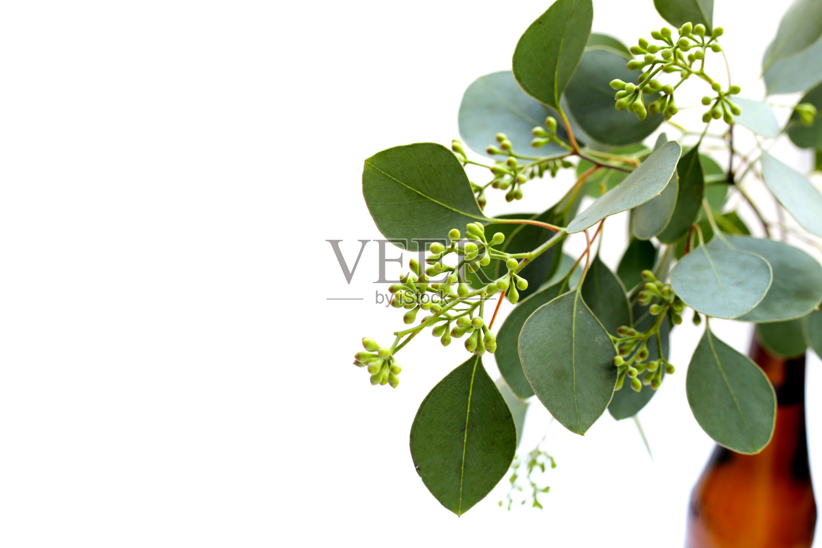 白色背景上的桉树叶。绿色叶子枝条。照片摄影图片