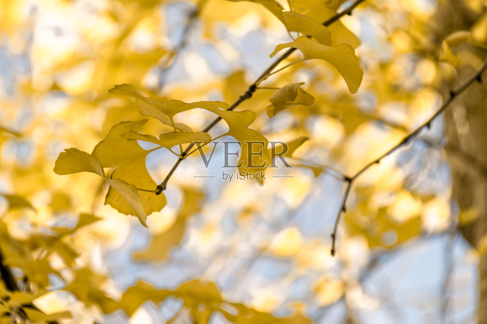 秋天的银杏树黄叶照片摄影图片