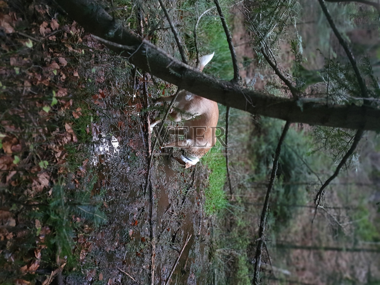 狗在探索照片摄影图片