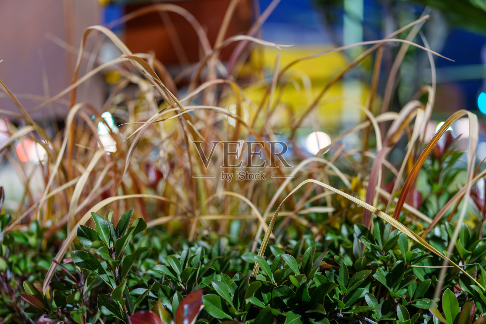 枯萎的香茅与夜景照片摄影图片