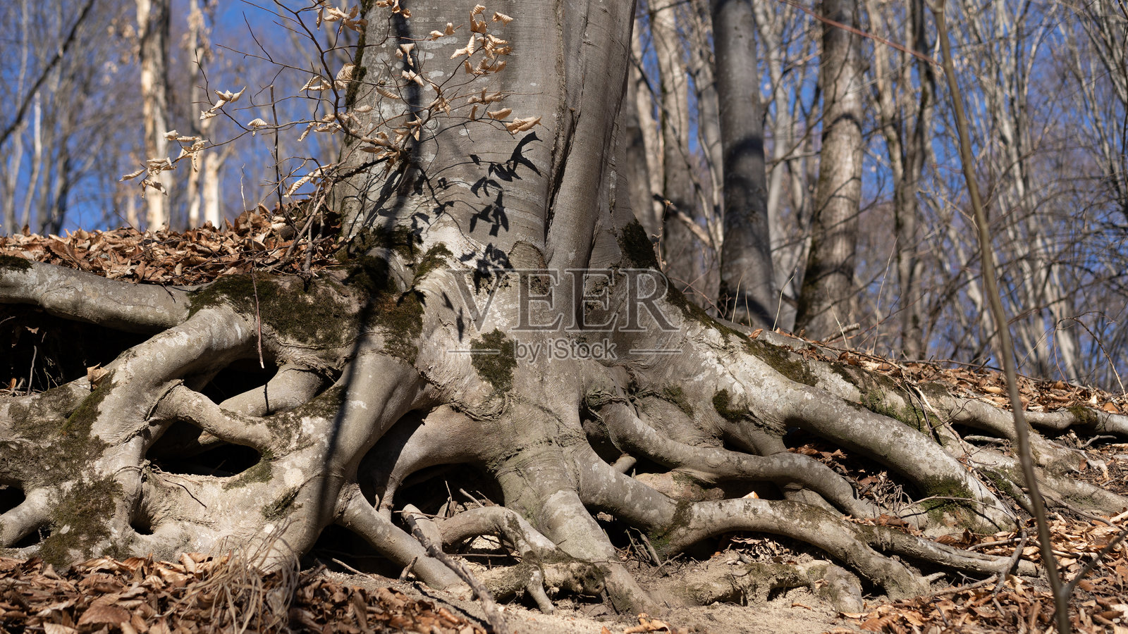 复杂的树根从森林地面上冒出,在宁静的林地中迎接早春的到来照片摄影图片