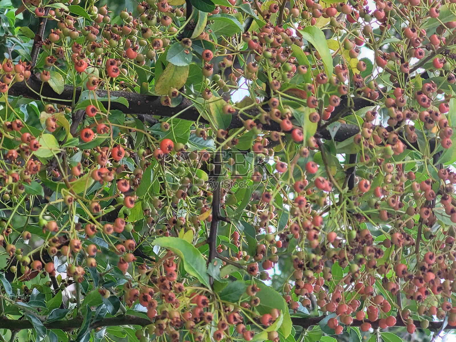 温哥华斯坦利公园海堤公共公园和休息区中不断变化的花卉和植物照片摄影图片