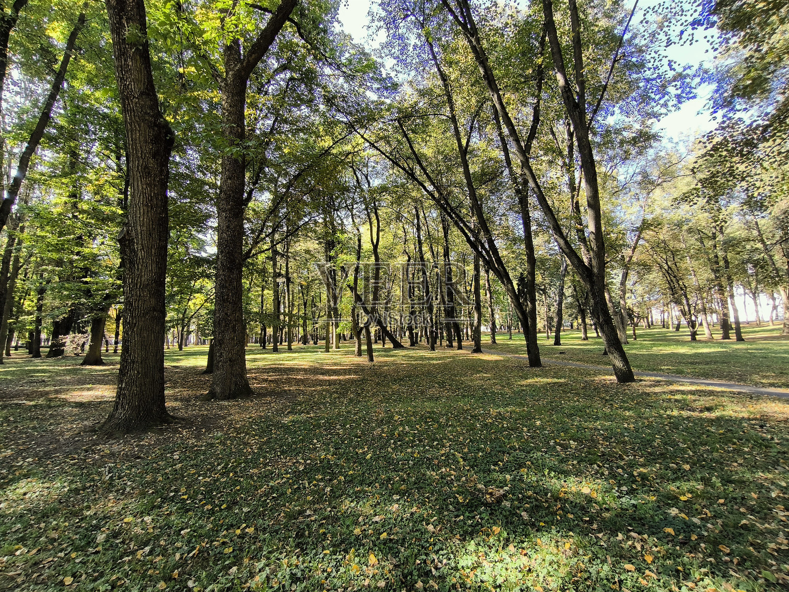 蓝天映衬下,地面覆盖着枯叶和高大的常青树。照片摄影图片
