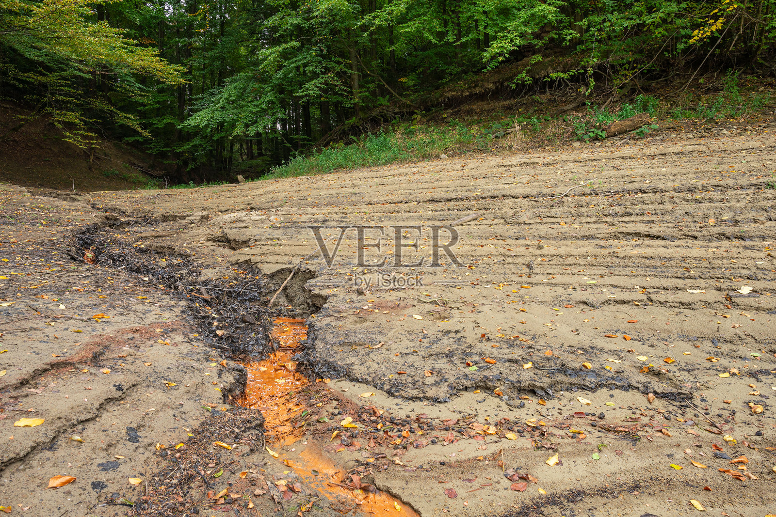 泥泞的森林小溪。自然风景摄影照片摄影图片