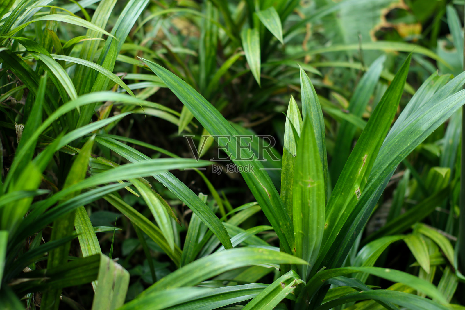 香兰植物照片摄影图片