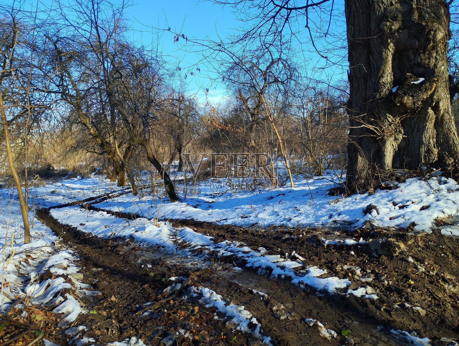 一条泥泞的破旧沼泽道路穿过一片修剪整齐的果园,果树成行。冬季果园的风景。照片摄影图片