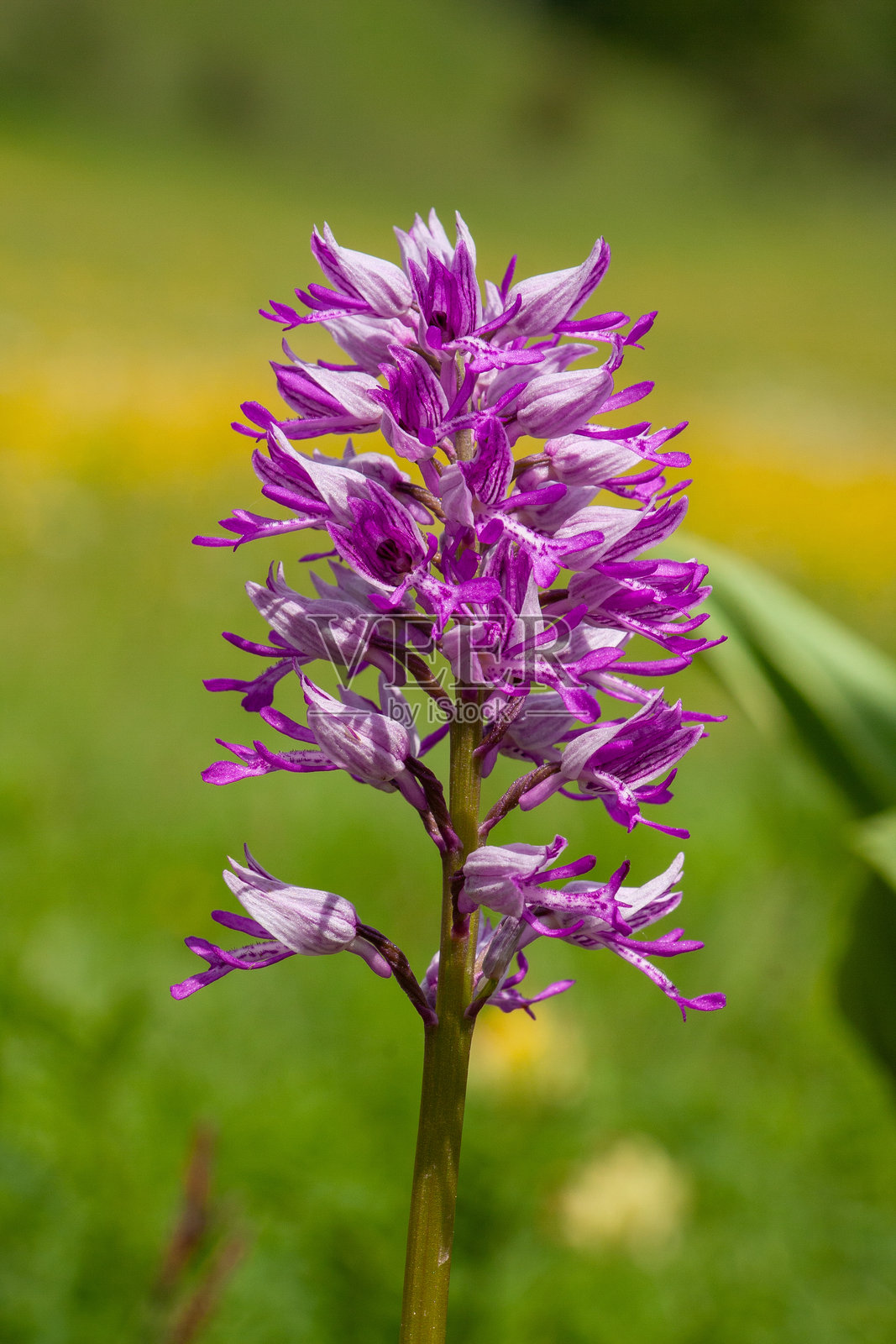 头盔兰在自然环境中照片摄影图片