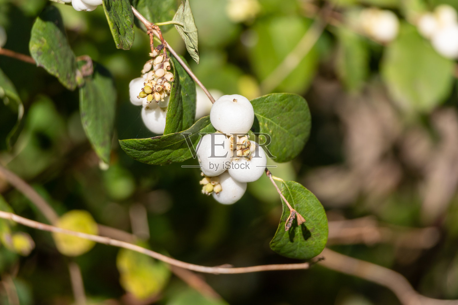 白色的西洋忍冬浆果用于优雅的花卉布置照片摄影图片