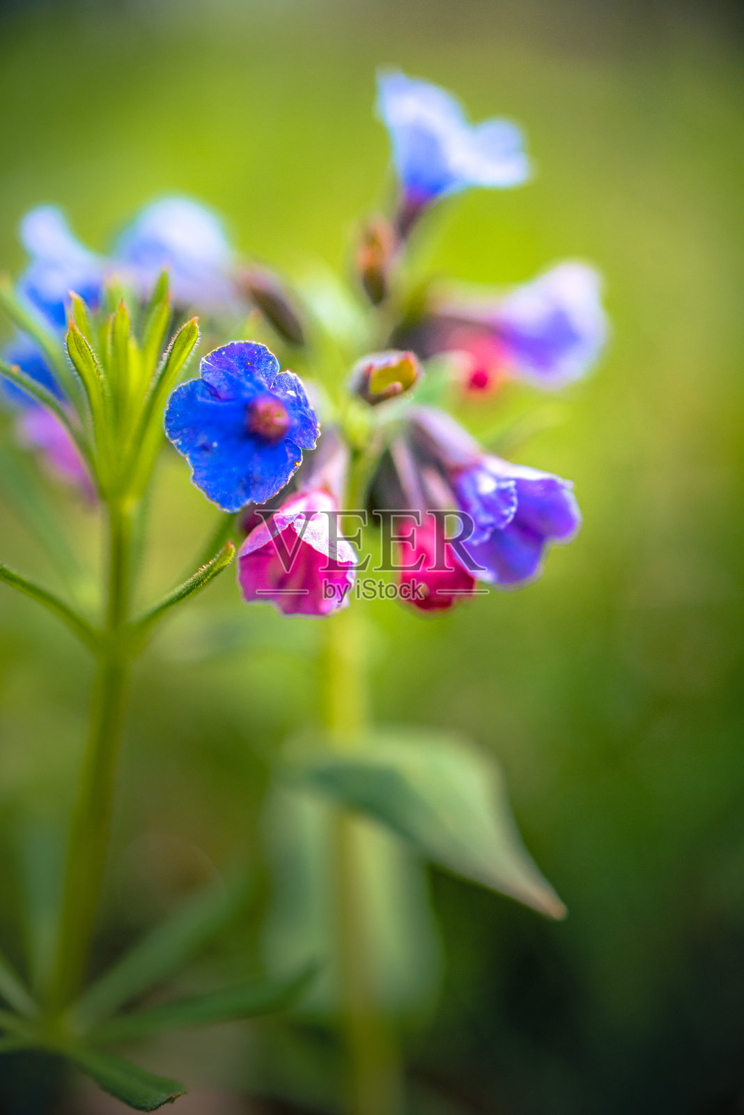 野花照片摄影图片