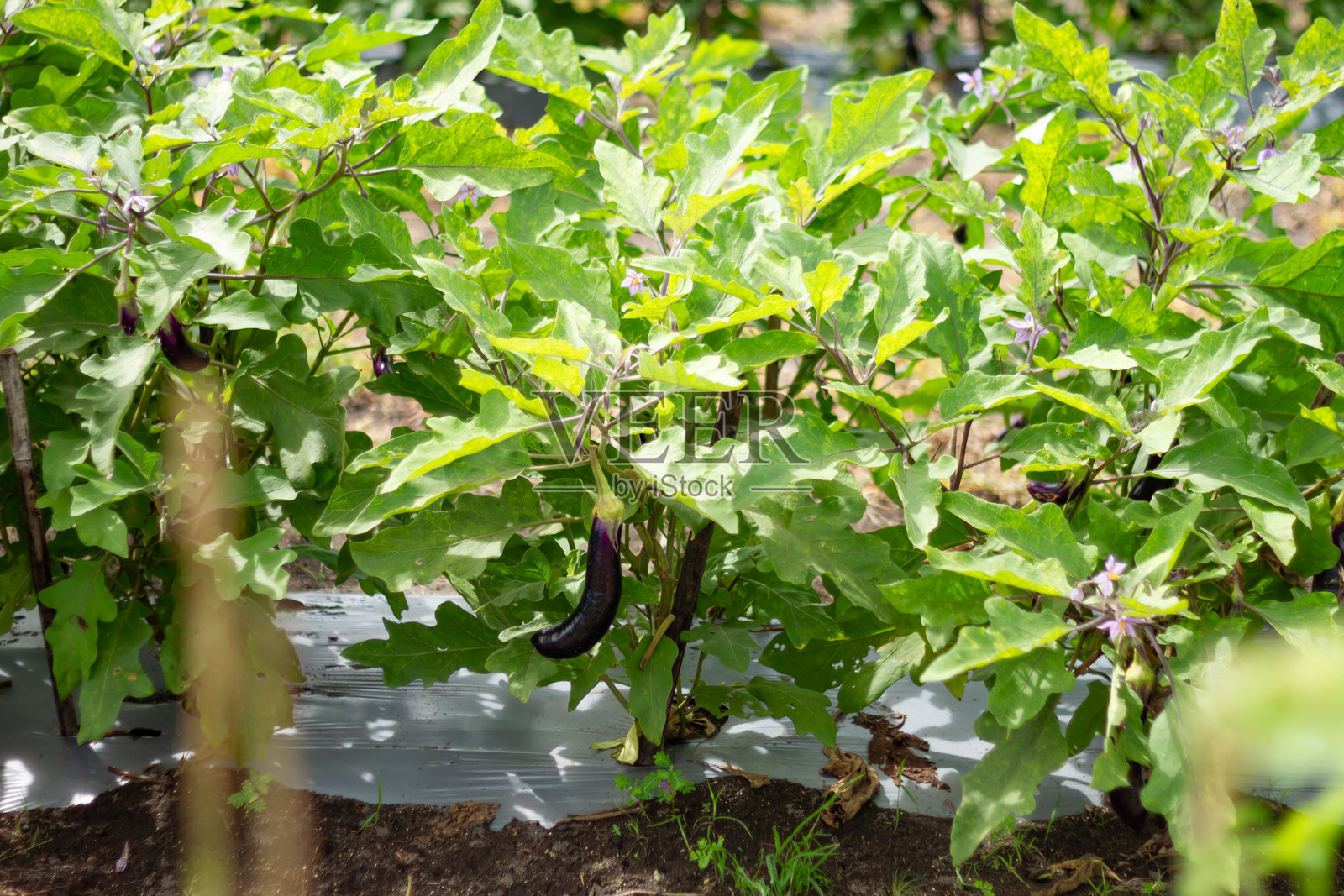 茄子植物照片摄影图片